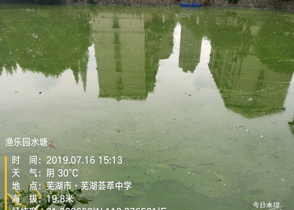 蕪湖薈萃中學校內水塘藍藻治理